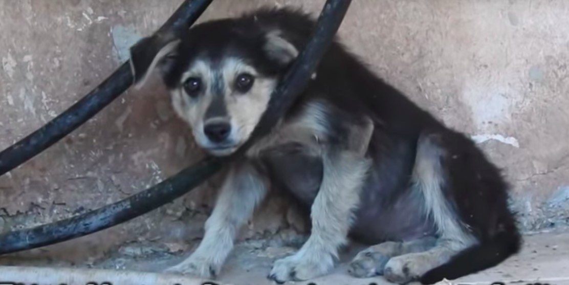 Sad Rescued Puppy Doesn’t Know How to Live Yet