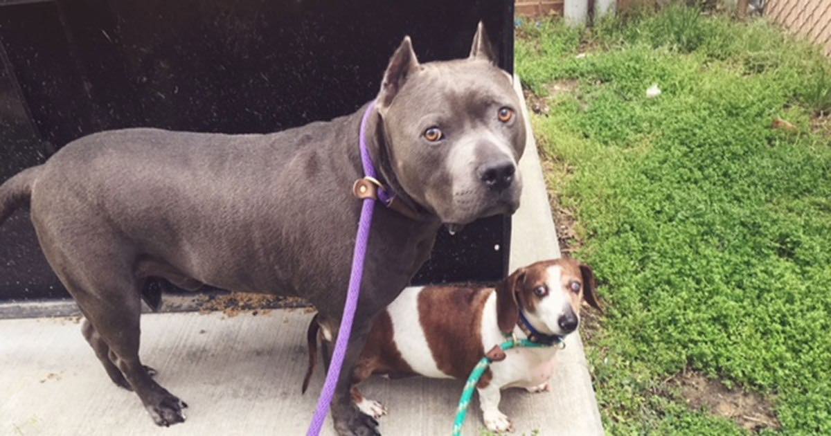 Blind Dog and Guide Dog Pal Separated by Adoption Gone Wrong Find the Perfect Home Together