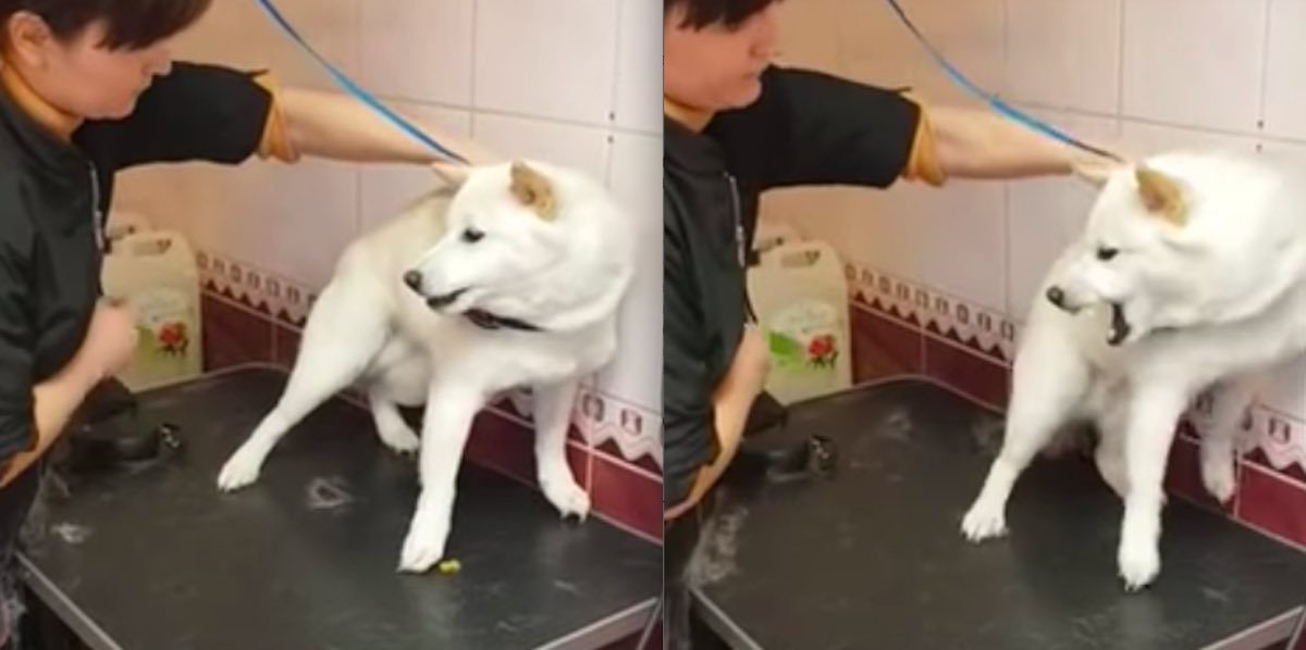 Dog Groomer Patiently Calms a Very Scared and Angry Dog