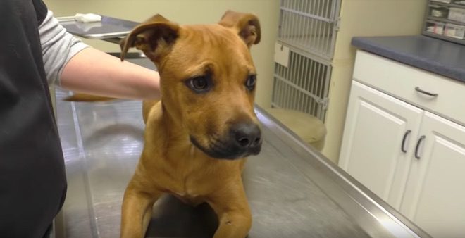 Stray Puppy Broken All Over Fixed Up So She’s ‘As Good As New’