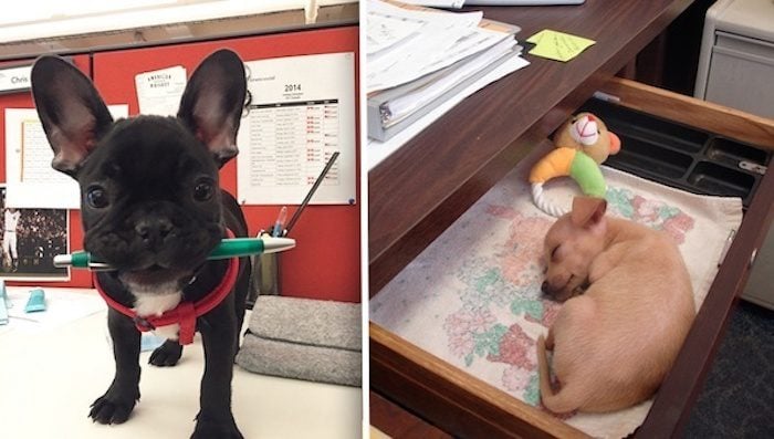 18 Cute Reasons Why You Want to Bring Your Dog to Work