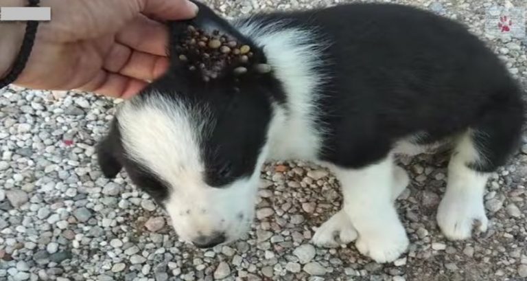 abandoned puppy with ticks in ear