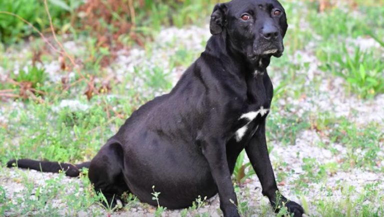 dog with heart failure rescued just in time