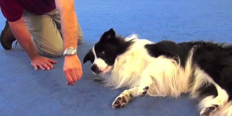 dog rolls over