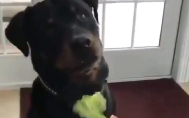 Adorable Rottweiler is Not a Fan of Vegetables