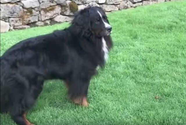 Dog Super Excited When Doggie School Bus Arrives To Pick Him Up