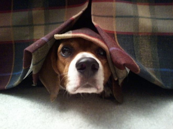 How to Help Dogs with Thunderstorm Anxiety (Storm Phobia)