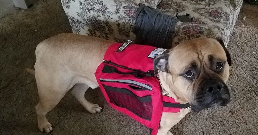 Woman Writes Viral Post After Her Service Dog Tried To Fetch Help And Was Ignored