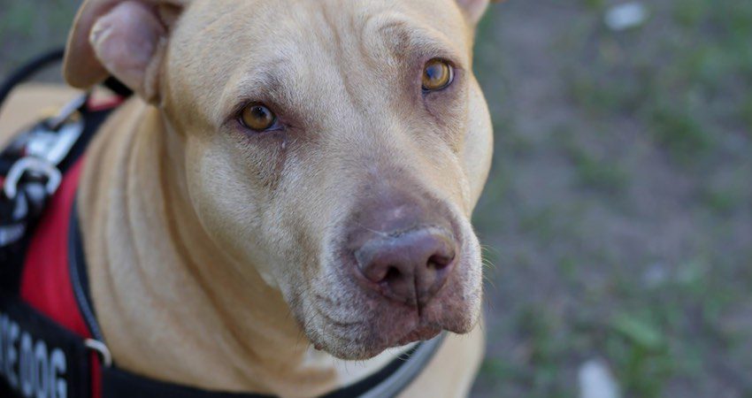 Delta Airlines Bans Pit Bull-Type Service and Emotional Support Dogs from Flights
