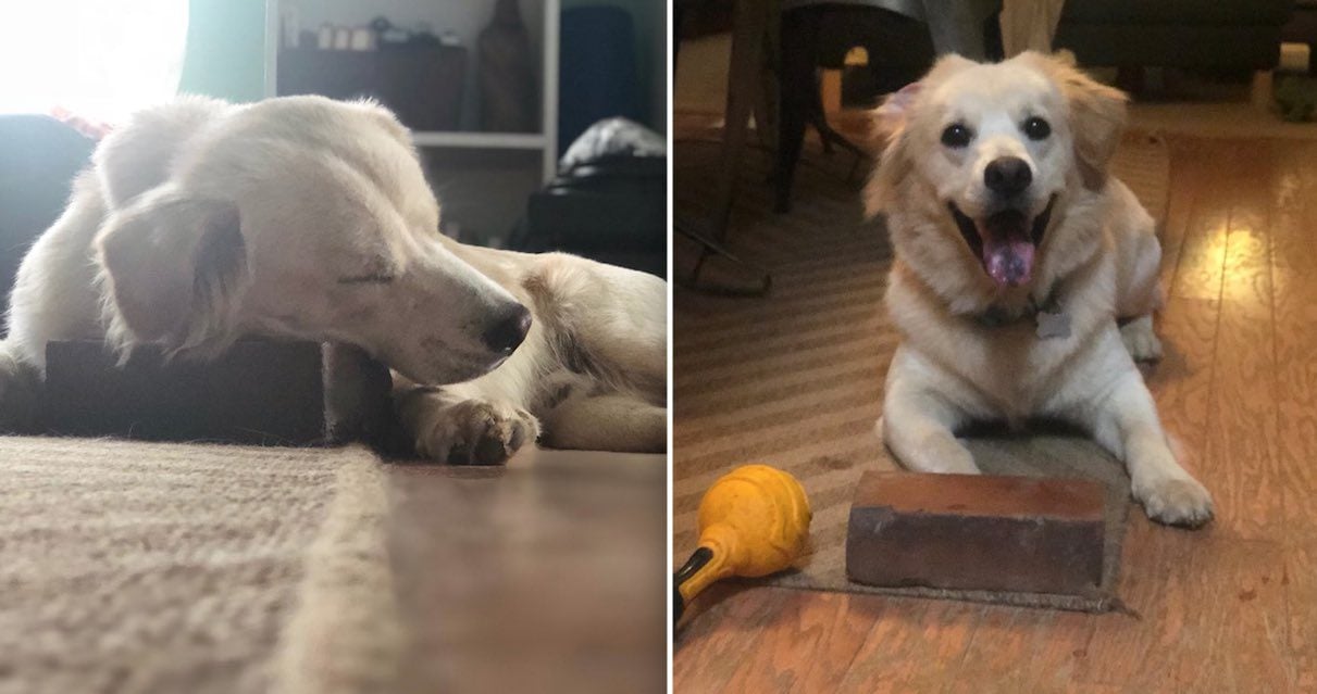 Photos of Dog Who is 'Best Friends' With a Brick are Too Adorable For Words