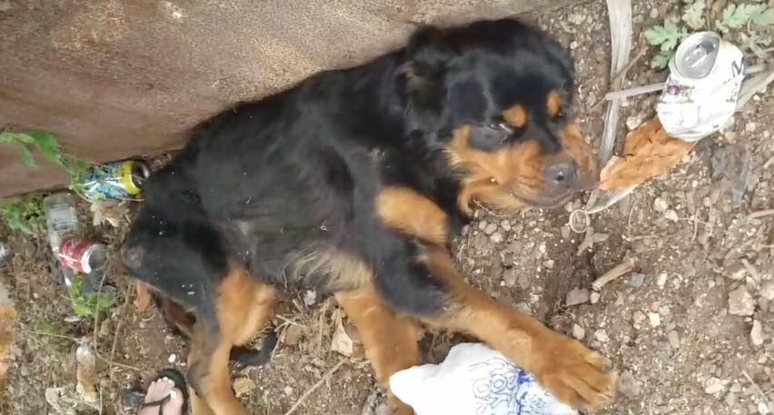 Paralyzed Rottweiler Brutally Dumped Almost Gave Up Hope