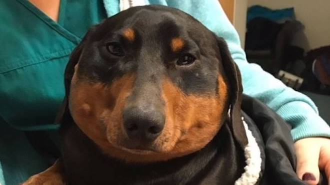 Trevor the dachshund mysteriously ballooned in size
