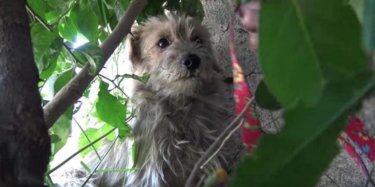 two dogs rescued off the streets