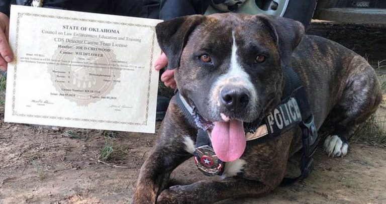 K9 Wildflower