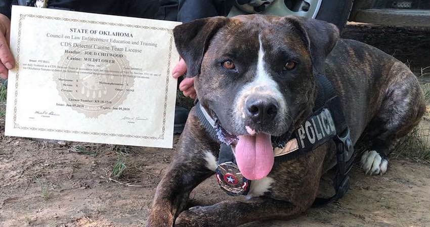Stray Dog Finds Her Calling, Becomes Oklahoma’s First Pit Bull K9 Officer