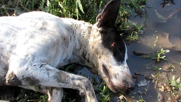dog with traumatic brain injury recovers