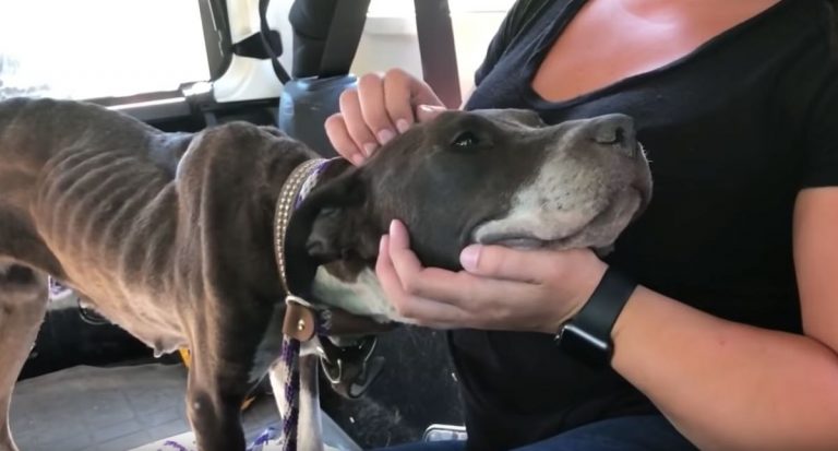 stray dog rescued from heat