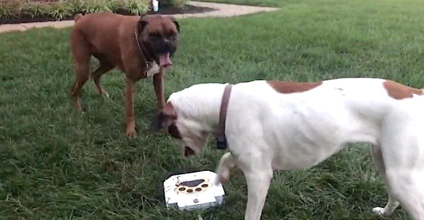Funny Boxers Use Teamwork to Drink From Water Fountain Toy