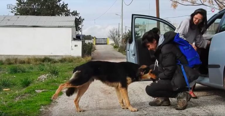 Charlie rescued off the streets