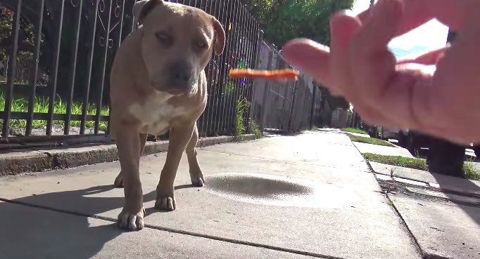 Pit Bull Left At The Curb Waiting For Someone to Give Her a New Family