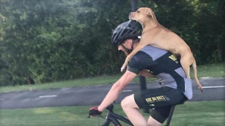 cyclist saves dog