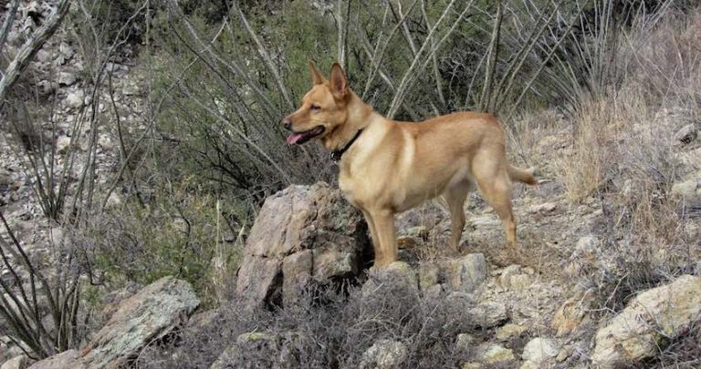 Valley Fever in Dogs: Symptoms, Treatment and Prevention