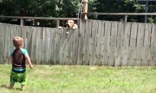Little Boy Adorably Plays Fetch With A Dog Through A Fence
