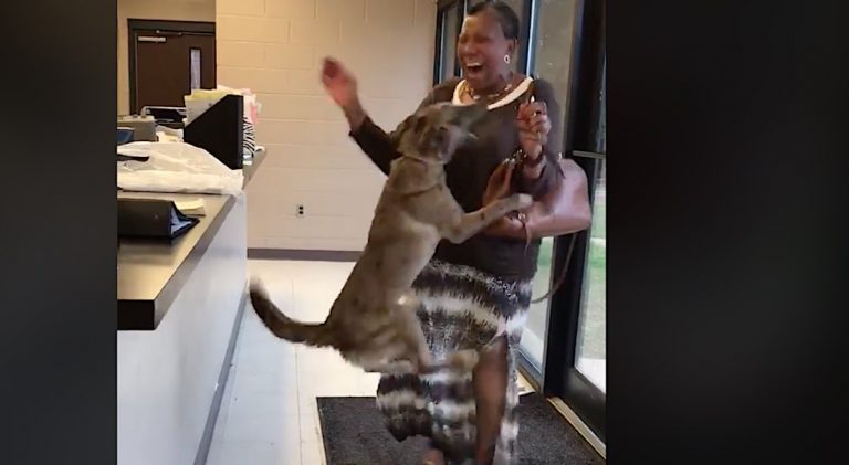 missing dog reunited with owner