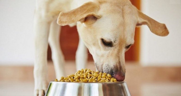 dog eats dry food