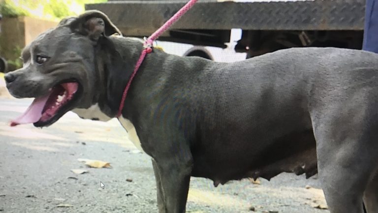 Live Feed Video Captures Dog Being Thrown From Car, Police React Quickly to Save Her Life