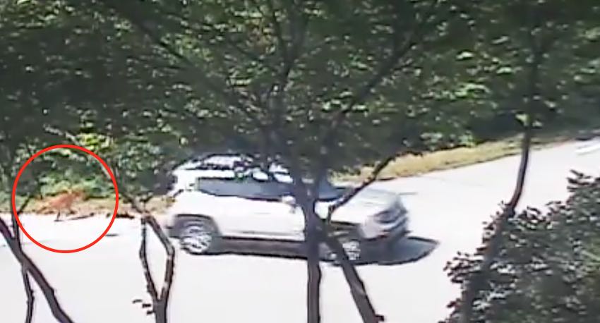 Woman Caught on Homeowner’s Security Camera Dumping Dog is Arrested