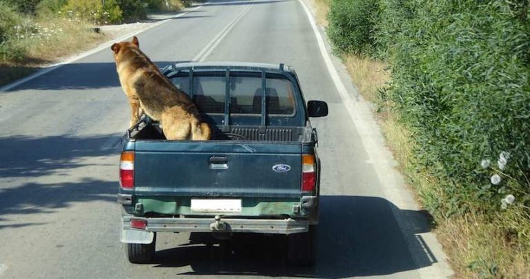 dog riding in back of truck
