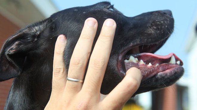 checking a dog's gums