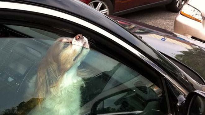 10 Critical Steps to Take If You See a Dog in a Hot Car