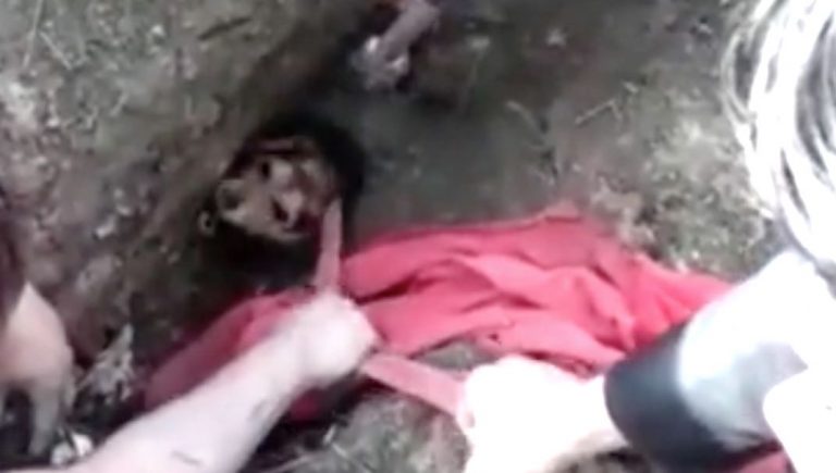 Beagle Mix Trapped in Sewer is Finally Freed After Five Days