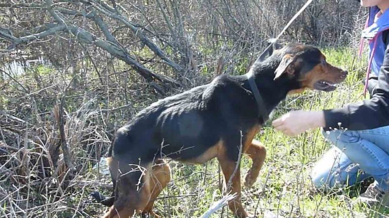 dog jumps into rescuer's arms