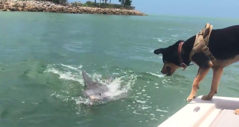 dog meets dolphin
