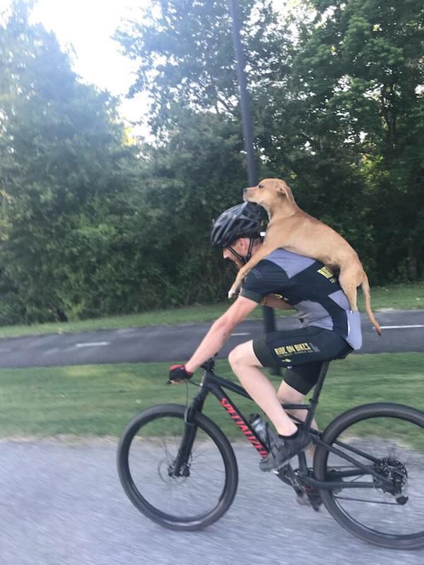 cyclist saves dog