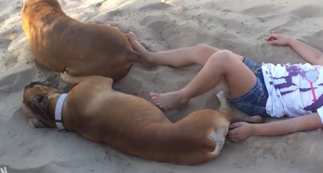 Funny Dog Gets Revenge on His Little Human Poking Him