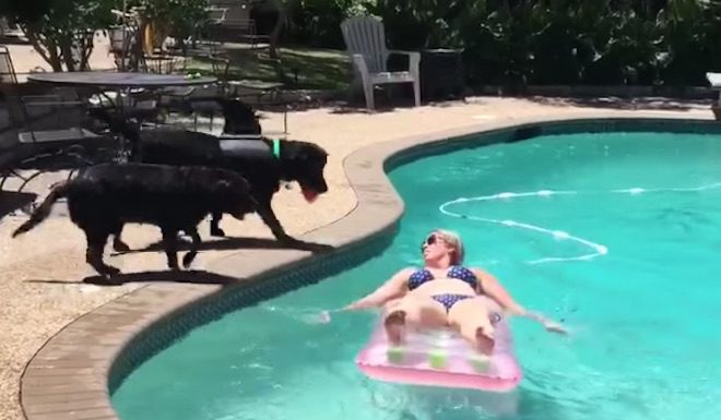 dog jumps in pool