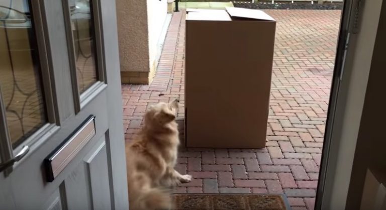 Dog Gets Sweetest Surprise Reunion With Her Human