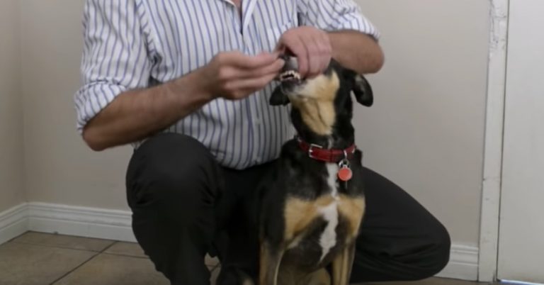 How to Give Your Dog a Pill Without Any Hassle