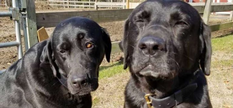 Naughty Dogs Leave Apology Note For Mail Carrier After Eating Her Lunch