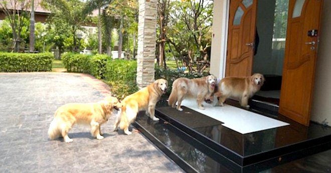 Golden Retrievers Adorably Line Up To Get Their Paws Washed