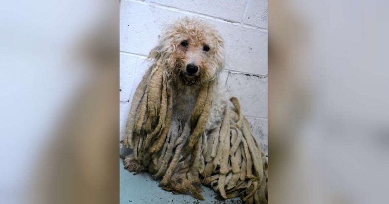 Poodle Covered in Dirty Dreadlocks Freed From Pounds of Hair