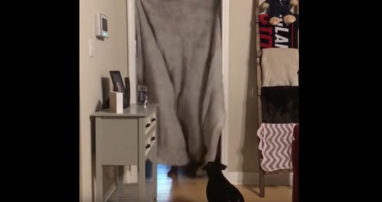 Dog Gets Unexpected Reunion With Soldier Dad During ‘What The Fluff’ Challenge