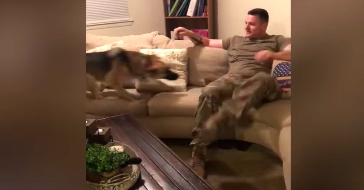 German Shepherd Can’t Contain Her Emotions When She Sees Her Dad Again