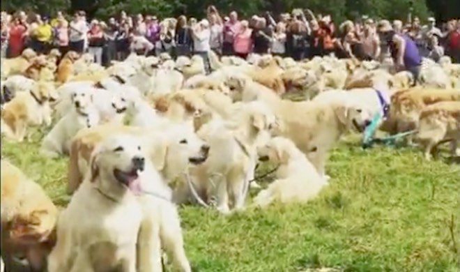 Hundreds of Golden Retrievers Gather in Scotland to Mark Breed’s 150th Anniversary