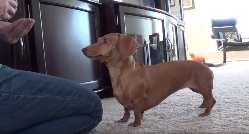Dachshund’s Hilarious Performance Gets Her Some Well-Deserved Treats