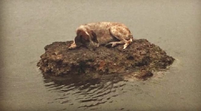 Stray Dogs and Pets Alike Flee Deadly Wildfires in Greece